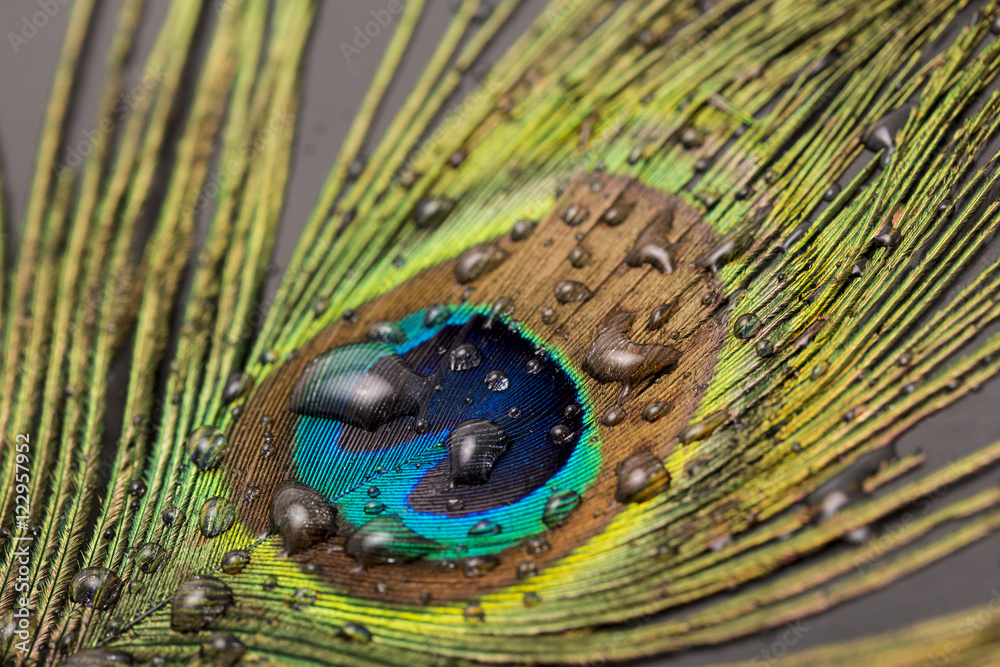 Fototapeta premium peacock feather closeup