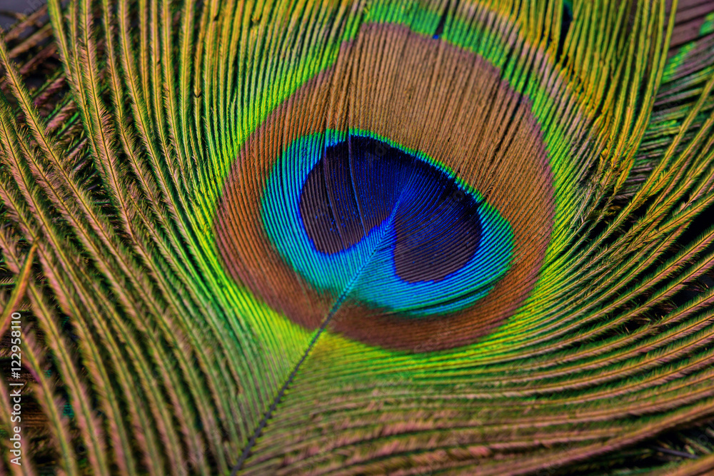 Fototapeta premium peacock feather closeup