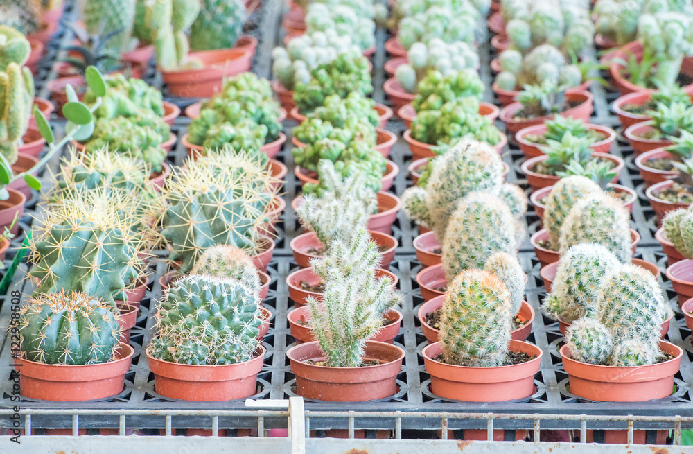 cactus cactus