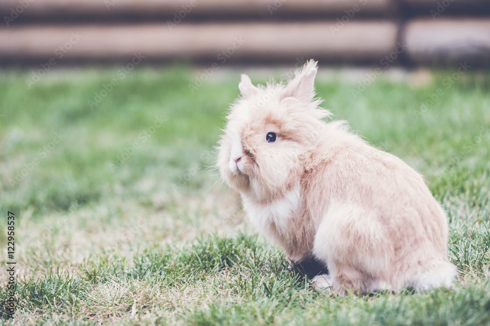 Lapin angora roux