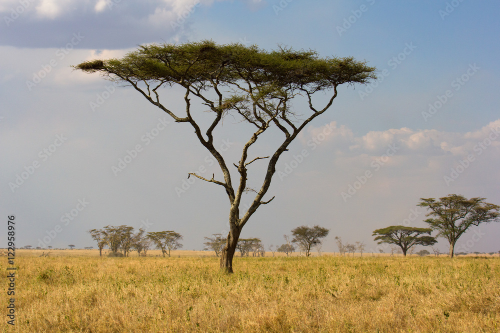 Arbre de la savane, Tanzanie
