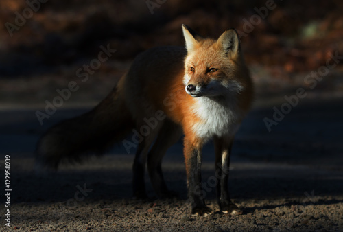 A Red fox (Vulpes vulpes) with a bushy tail in autumn in Algonquin Park, Canada © Jim Cumming