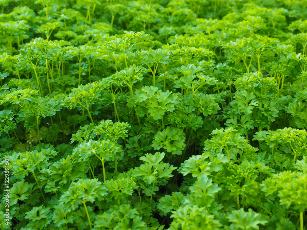 Curly leaf parsley, up close in a field
