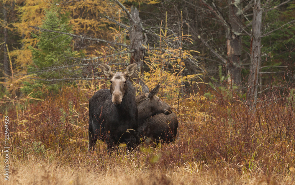 A female moose and calf strolling through a field in Algonquin Park