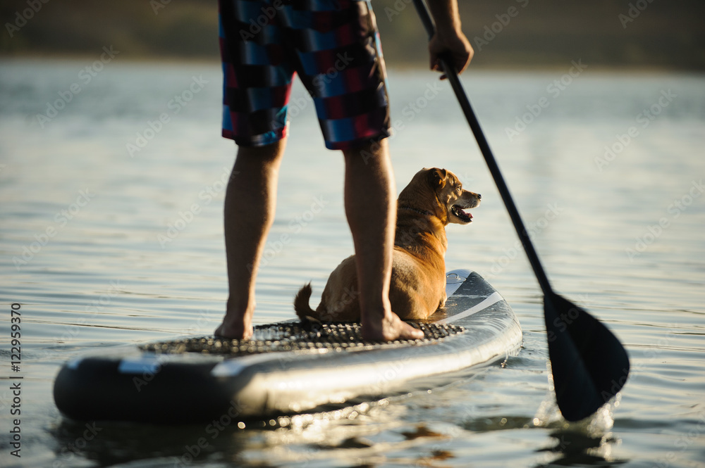 Mix breed dog and man on stand up paddleboard on the lake water - obrazy, fototapety, plakaty 