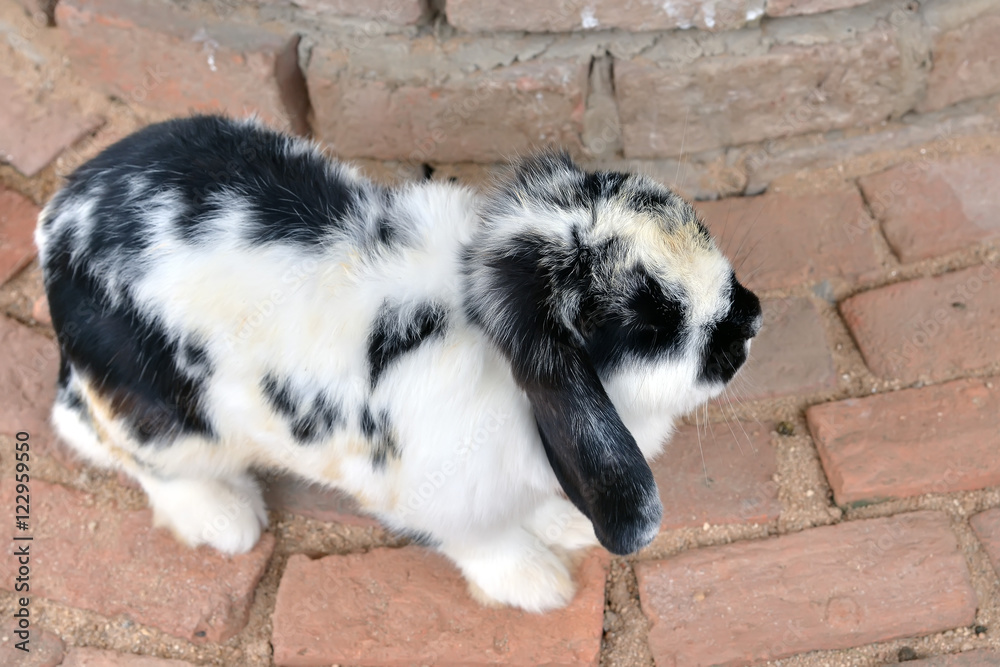 Naklejka premium rabbit
