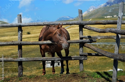 a horse behind a wooden fence