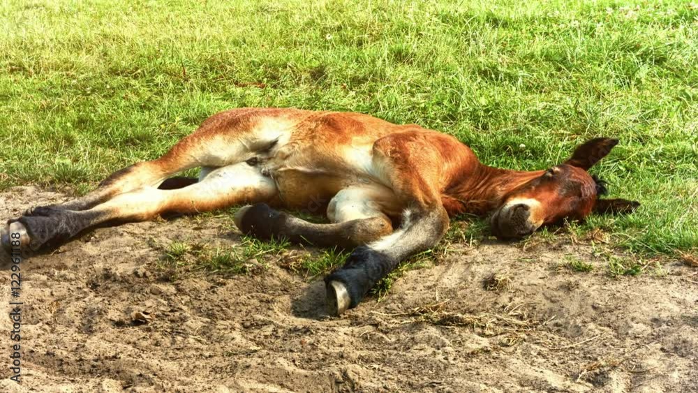 Little foal is resting on green grass. Zoom in shot. Full HD, 1080p Little foal is resting on green grass. Zoom in shot. Full HD, 1080p
