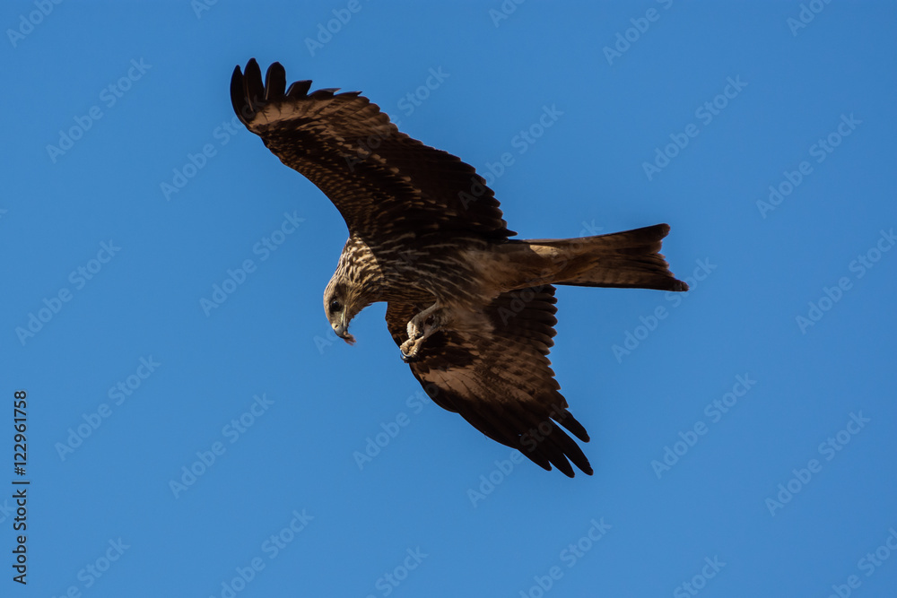 Obraz premium A Black Kite (Milvus migrans) eating in flight