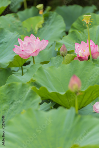 The Lotus Flower.Background is the lotus leaf and lotus flower and lotus bud