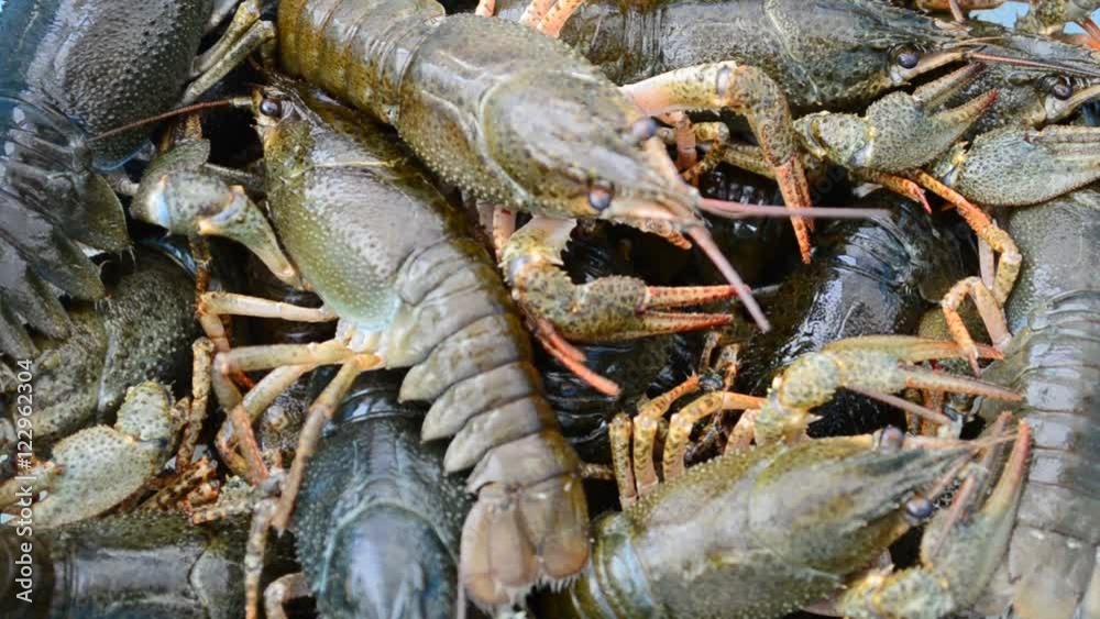Shooting of live crayfish. Shooting of live crayfish.