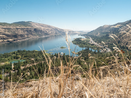 View over Columbia River Gorge on a sunny day with fern in the foreground