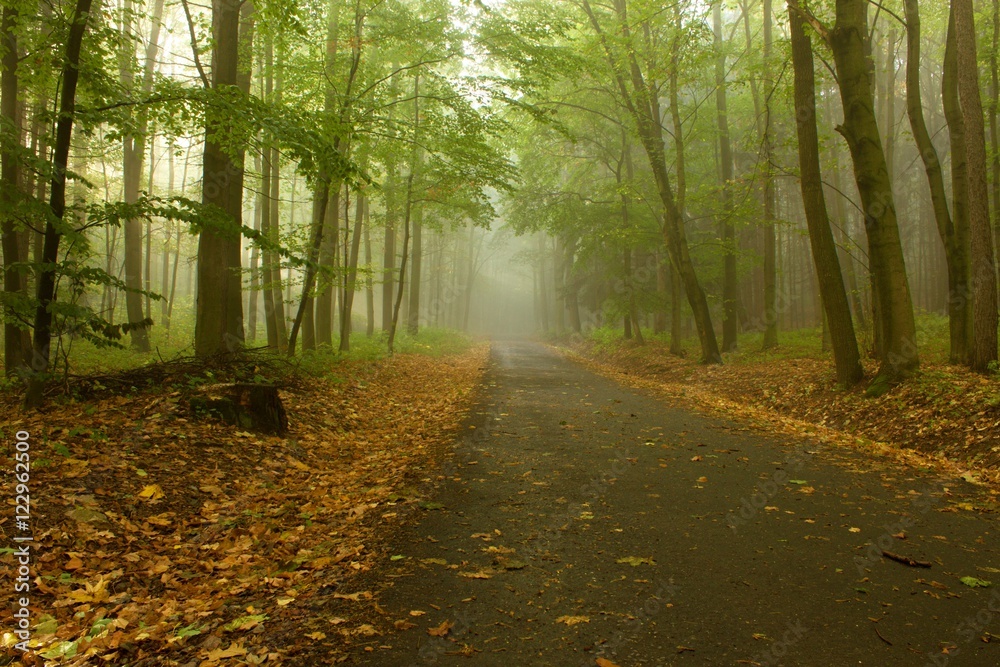 Obraz premium path through the Woods