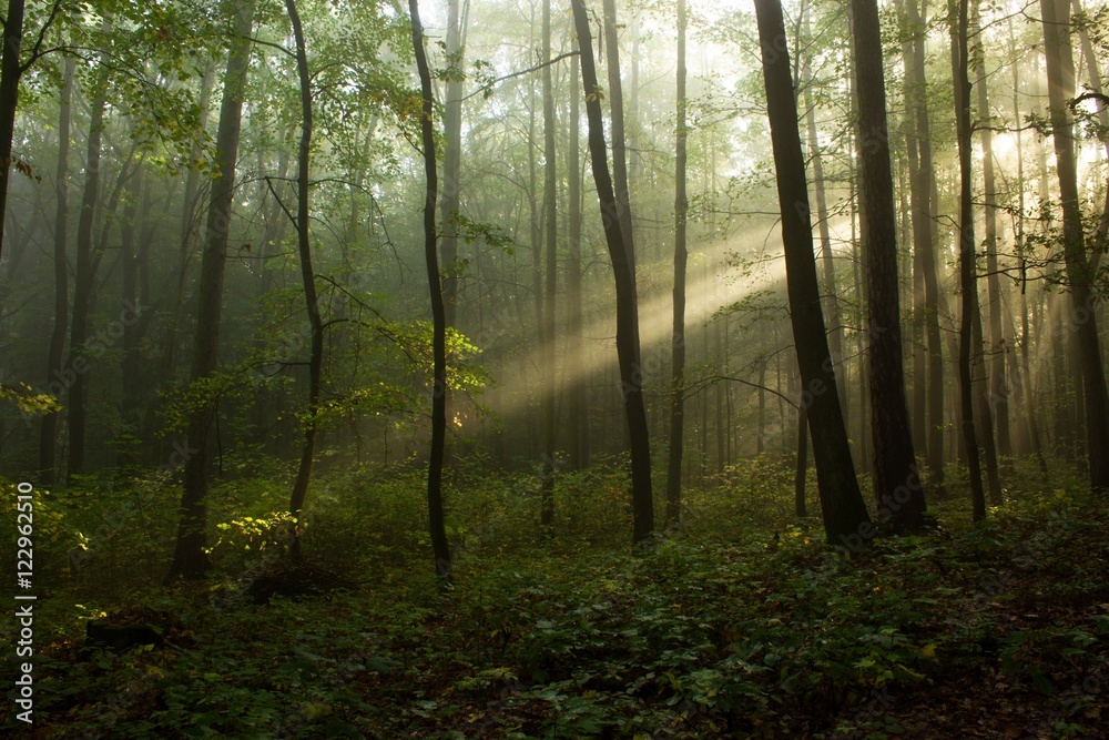 Obraz premium the one tree