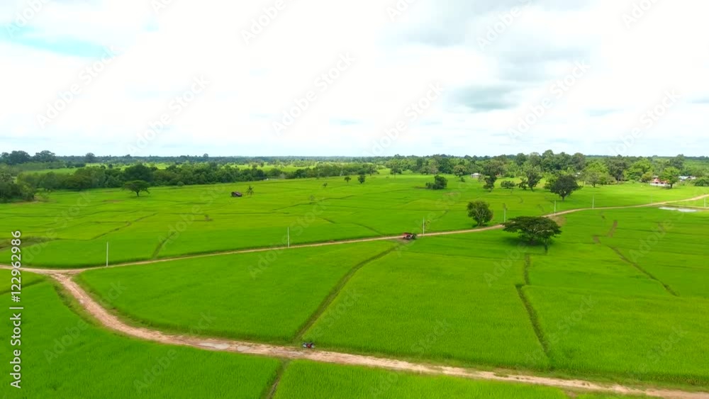 Rice Field Aerial Shot at northeast of Thailand