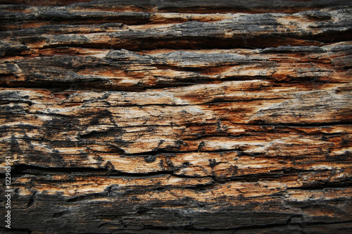 wood eaten by worms, wooden background and texture