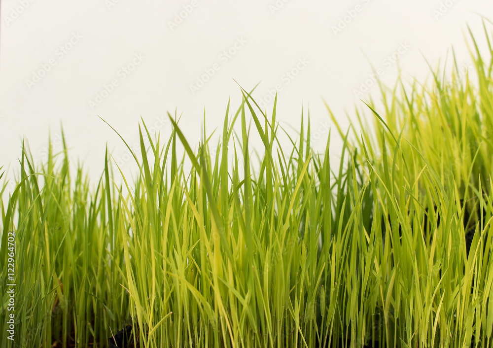 rice seeding on white background rice seeding on white background