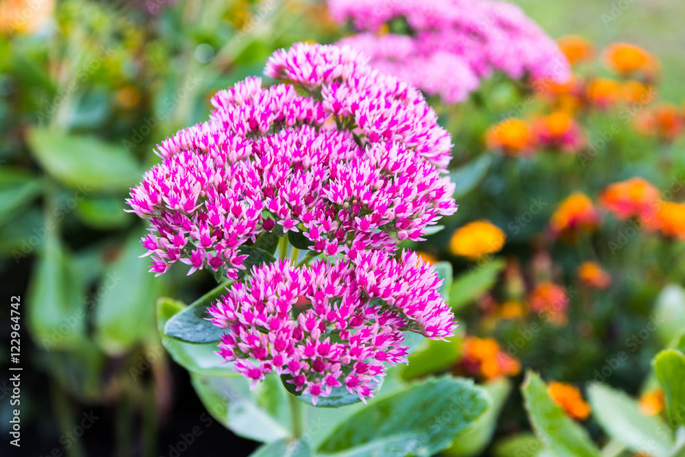 Obraz premium Beautiful nice flower in a good day