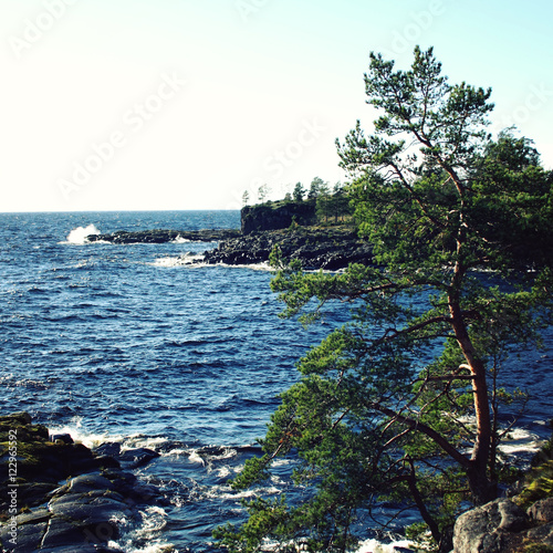 Lake and pine trees. Beautiful northern landscape. Ladoga lake. Aged photo in retro style. Island of Valaam, Republic of Karelya, Russia. photo