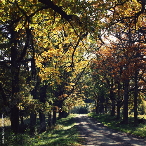 Oak alley. Yellow autumn leaves. Valaam island. Walking in the forests of the Valaam island. Valaam island  Kareliya  Russia.