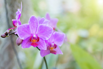 Poster Orchidee Paarse orchideeën in tropisch bos  © Pavlo Vakhrushev