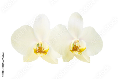 Fototapeta Naklejka Na Ścianę i Meble -  Two yellow orchid flowers