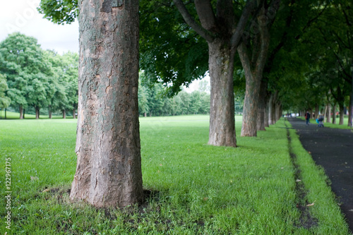 Canvas Print Row of trees in Frogner park, Oslo, Norway