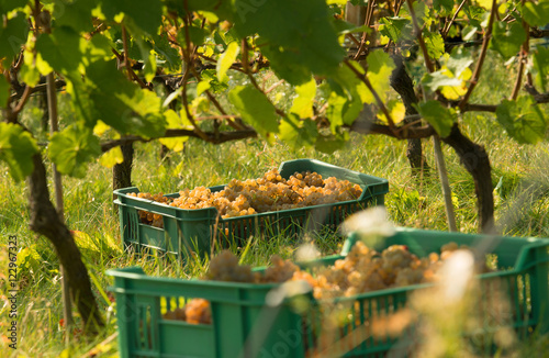 Winnica, białe, żółte, soczyste winogrona w skrzynce na polu wsród krzewów winorośli. 