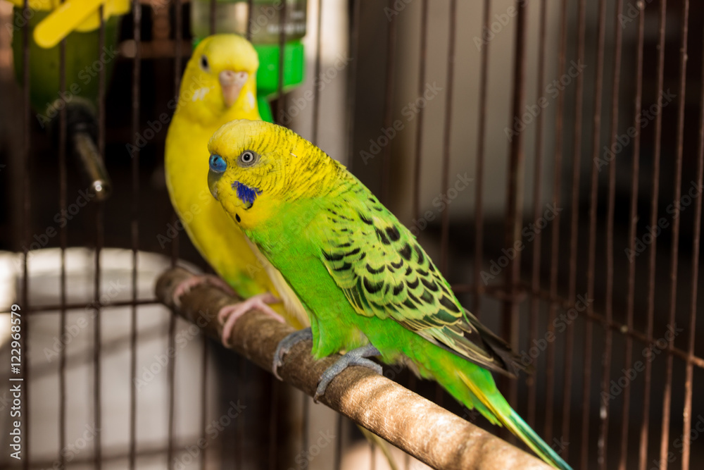 Obraz premium Yellow Budgie, Budgerigar Bird