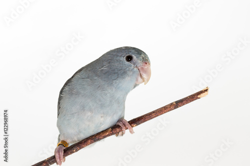 Mauve Forpus, Parakeet, Bird