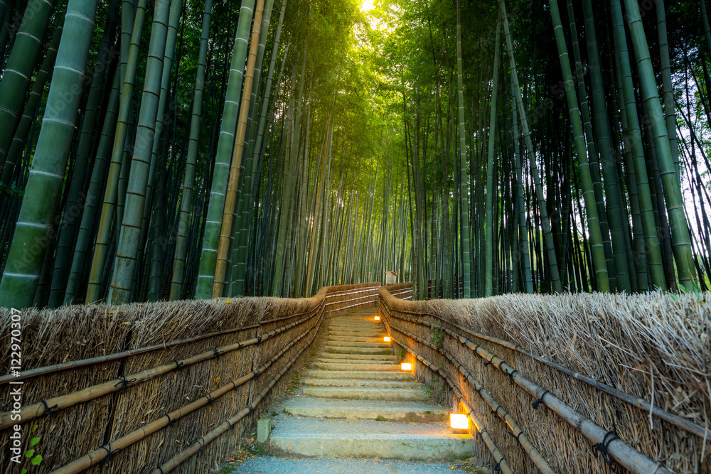 Fototapeta premium Bambusowy Las Arashiyama