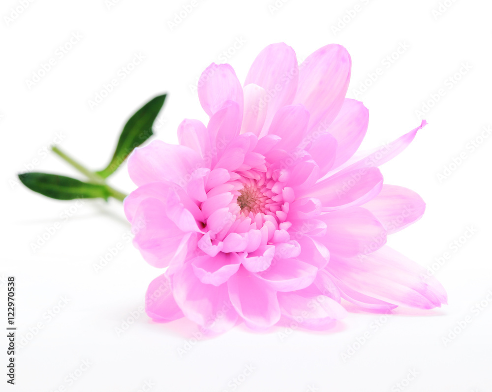 pink chrysanthemum flower on white