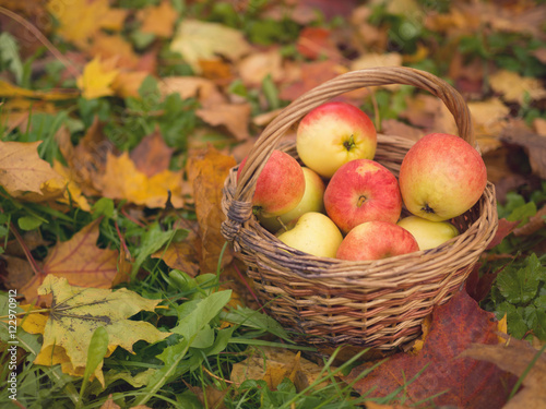 Basket with apples close up on autumn red and yellow maple leaves. Autumn time, yellow leaves. Nature autumn