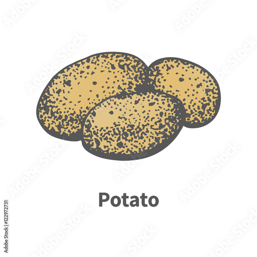 Vector sketch hand-drawn yellow ripe potato