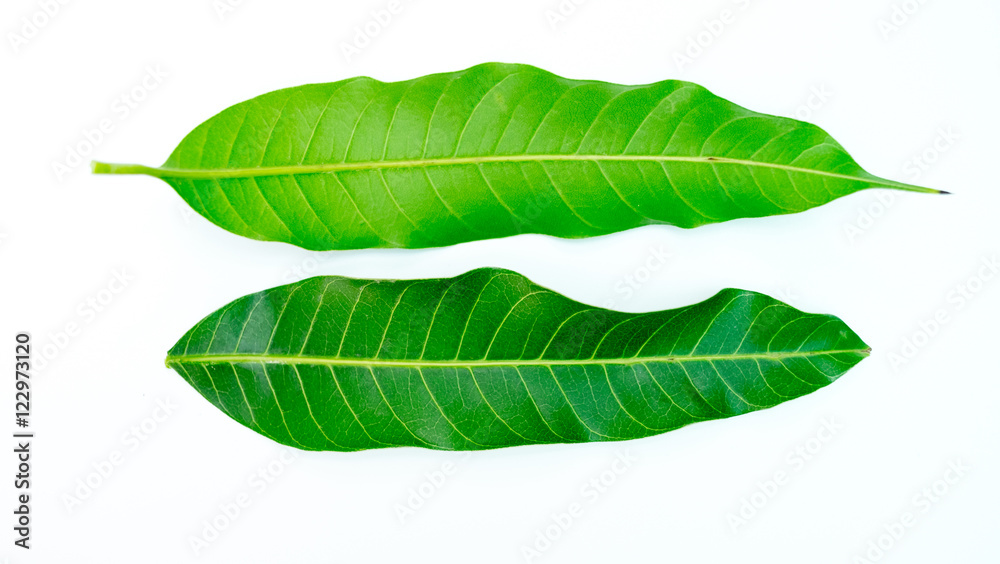 Obraz premium Tree leaf isolated with white background