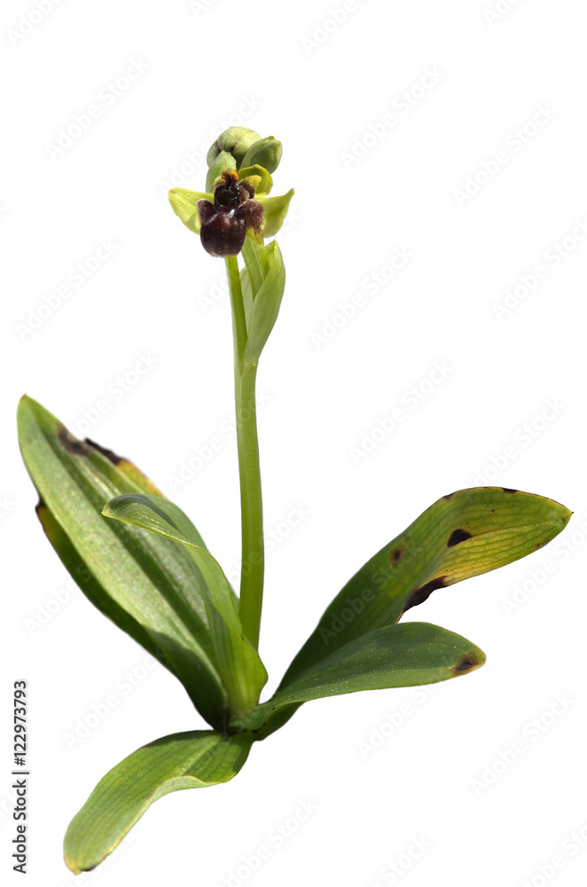 Wild Bumblebee orchid plant over white - Ophrys bombyliflora Wild Bumblebee orchid plant over white - Ophrys bombyliflora