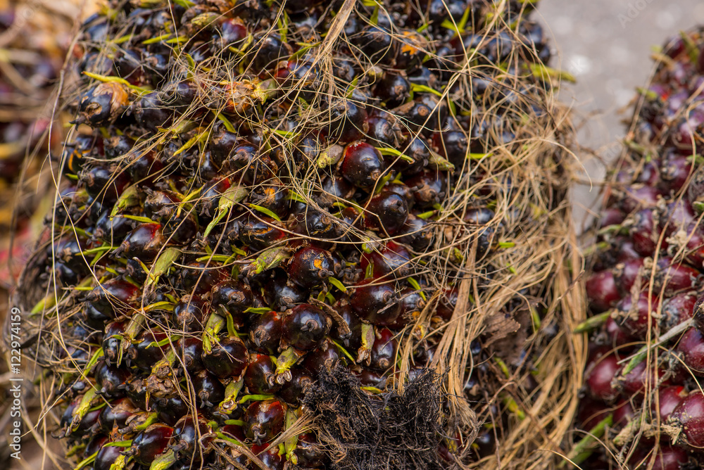 Palm oil fruit