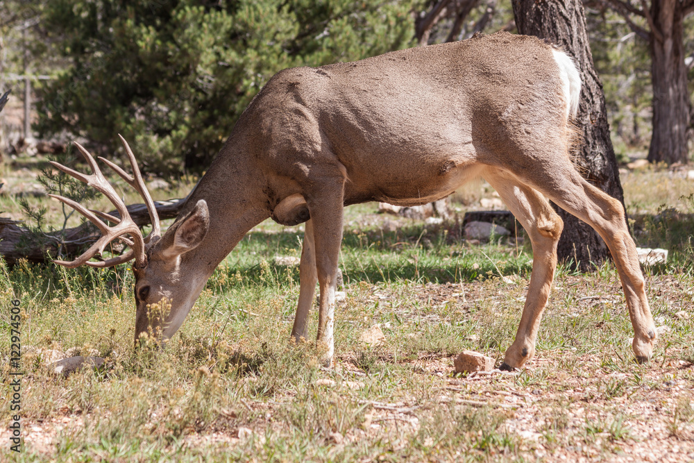 Fototapeta premium Mule Deer Buck