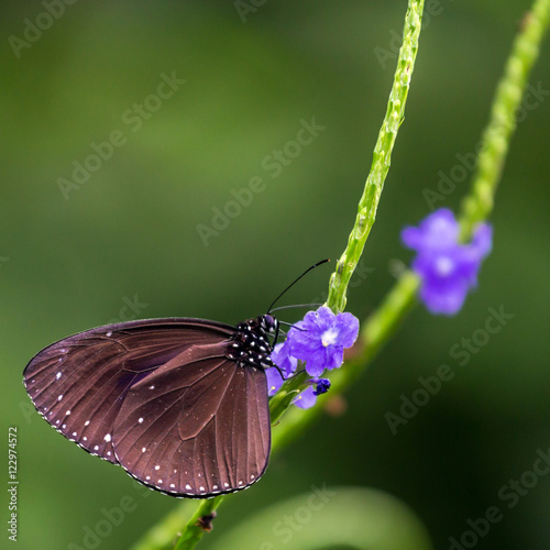 Staff Sergeant Butterfly photo