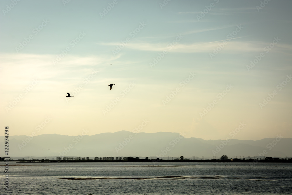 Fly away Fly away