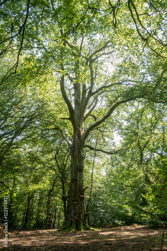 Fototapeta Naklejka Na Ścianę i Meble -  Large green tree in the middle of a forest