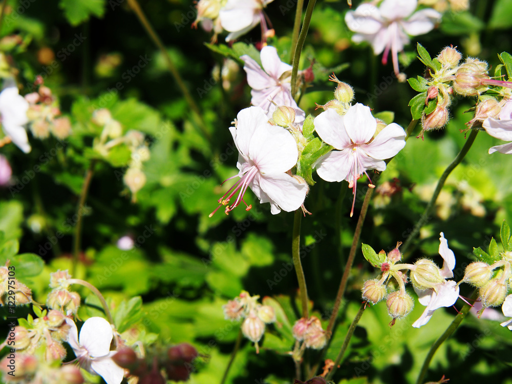 Geranium cantabrigiense 'Biokovo' (dwarf cranesbill) Geranium cantabrigiense 'Biokovo' (dwarf cranesbill)