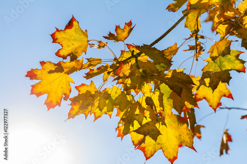 Yellow and orange maple leaves with bright red patches on the background of bright blue sky