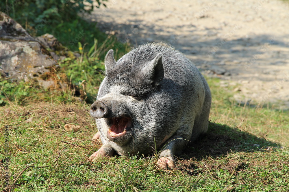 gray pig