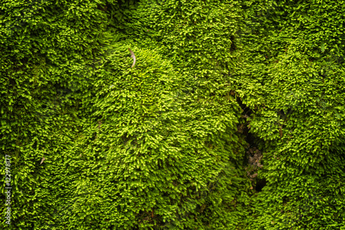 Green moss in nature photo