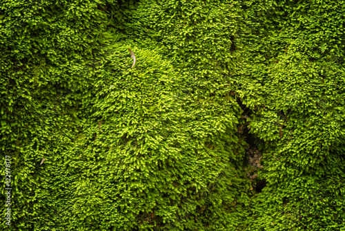 Green moss in nature