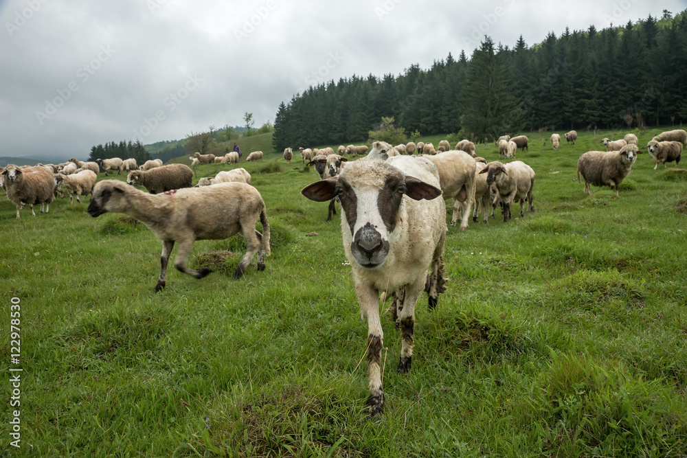 Fototapeta premium Sheep grazing on a meadow