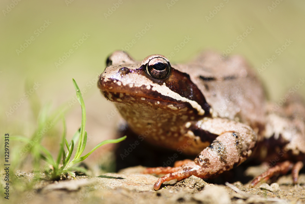 macro shot of a frog in its natural habitat macro shot of a frog in its natural habitat