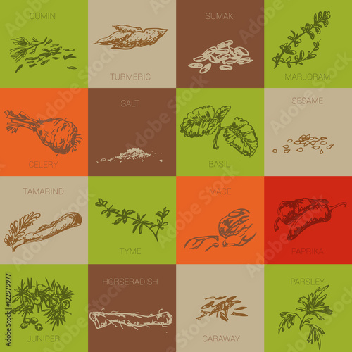 Hand drawn natural spices.