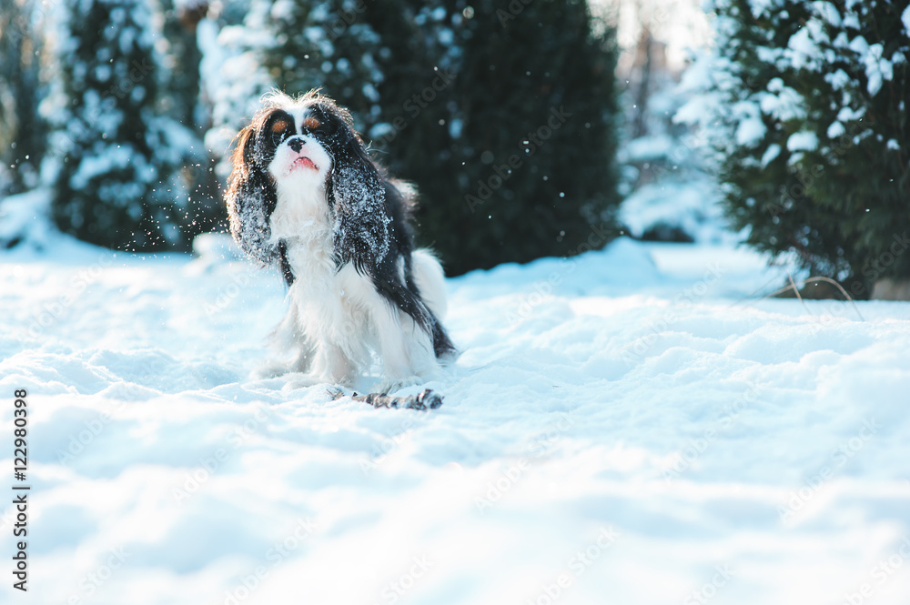 funny cavalier king charles spaniel dog covered with snow playing on the walk in winter garden. Dogs having fun outdoor. funny cavalier king charles spaniel dog covered with snow playing on the walk in winter garden. Dogs having fun outdoor.